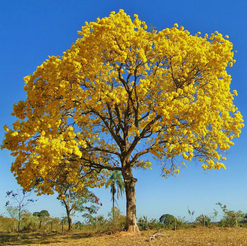 Ipê Amarelo