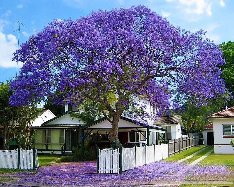 Jacarandá